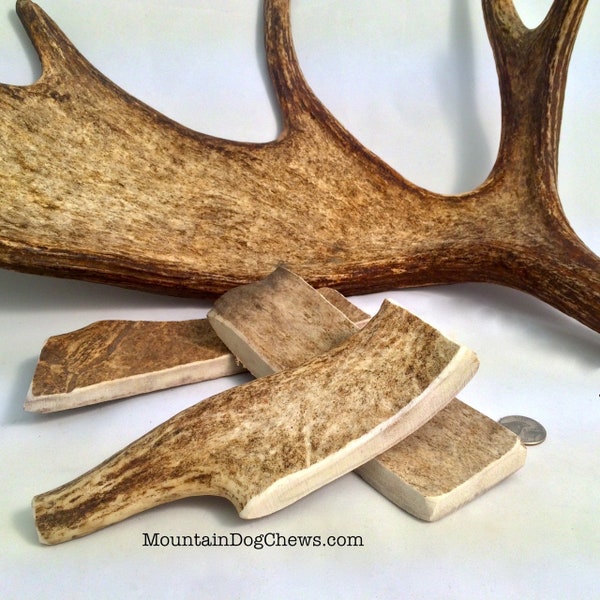 Moose Antlers Dog Chew- Large 7-9 inch Moose Dog Antler Chew / Dog Treats / Dog Treats / Healthy Dog Treats / Natural Dog Treats / Organic /