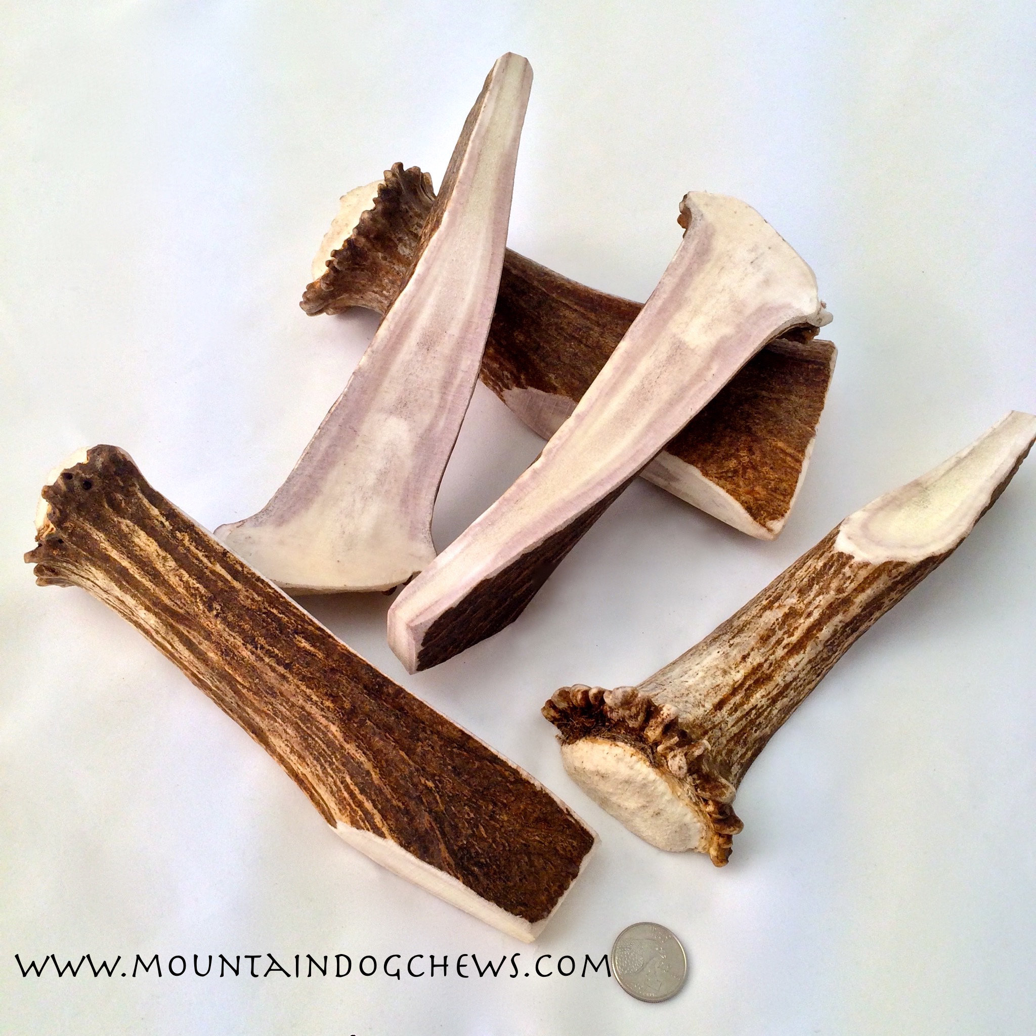 Large Moose Antler Dog Chew / Dog Treats / Healthy Dog Treats Etsy