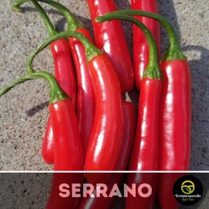 Serrano Pepper Seeds - Tampiqueño Pepper