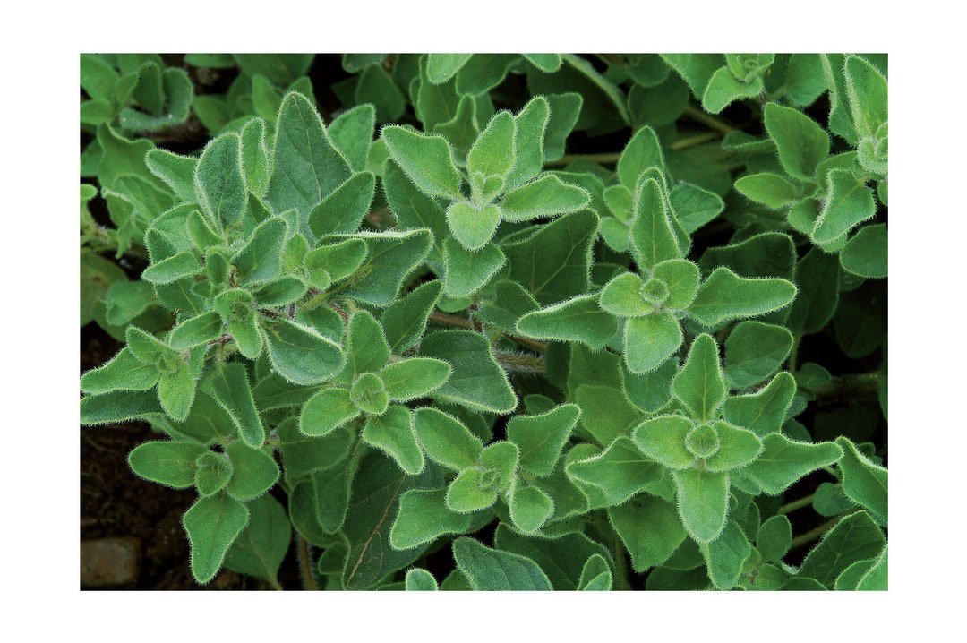Greek Oregano Seed Etsy