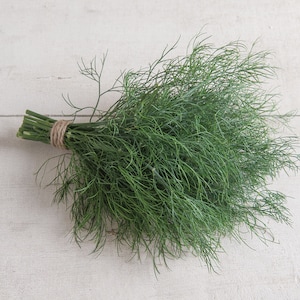 Hera Dill Seeds