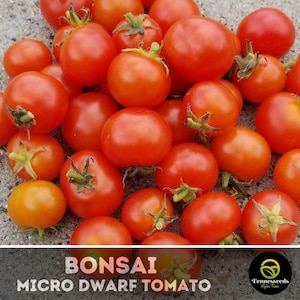 Bonsai Micro Dwarf Tomato Seeds