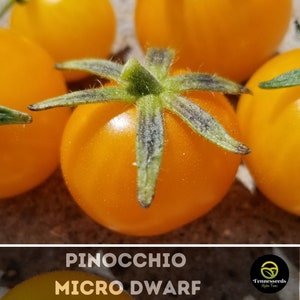 Pinocchio Micro Dwarf Tomato Seeds