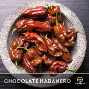 Chocolate Habanero Pepper Seeds
