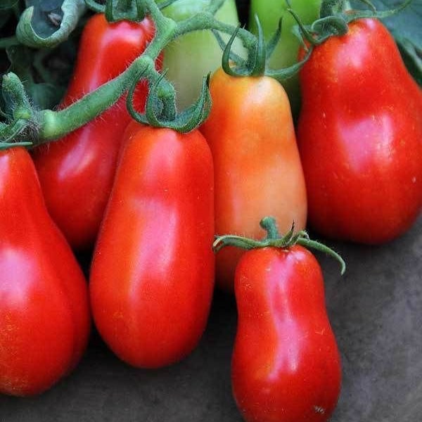 San Marzano Tomato Seeds - INDETERMINATE