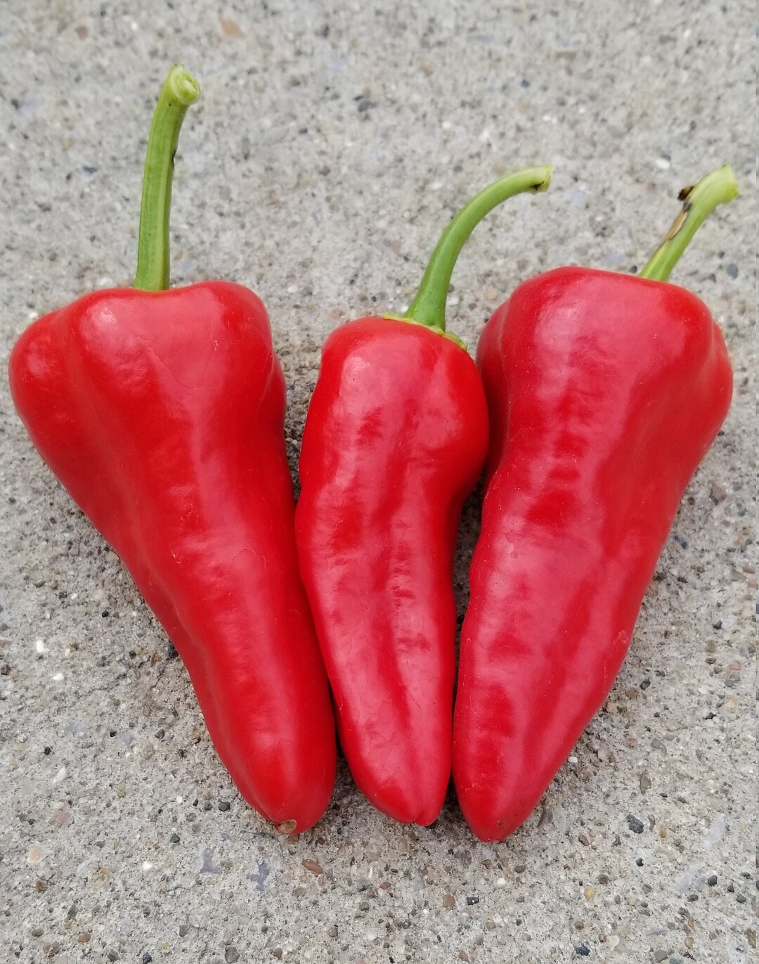 Leutschauer Paprika Pepper Seeds Etsy