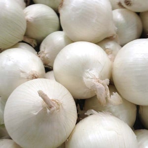 White Onion Seeds - Southport White Globe Onion