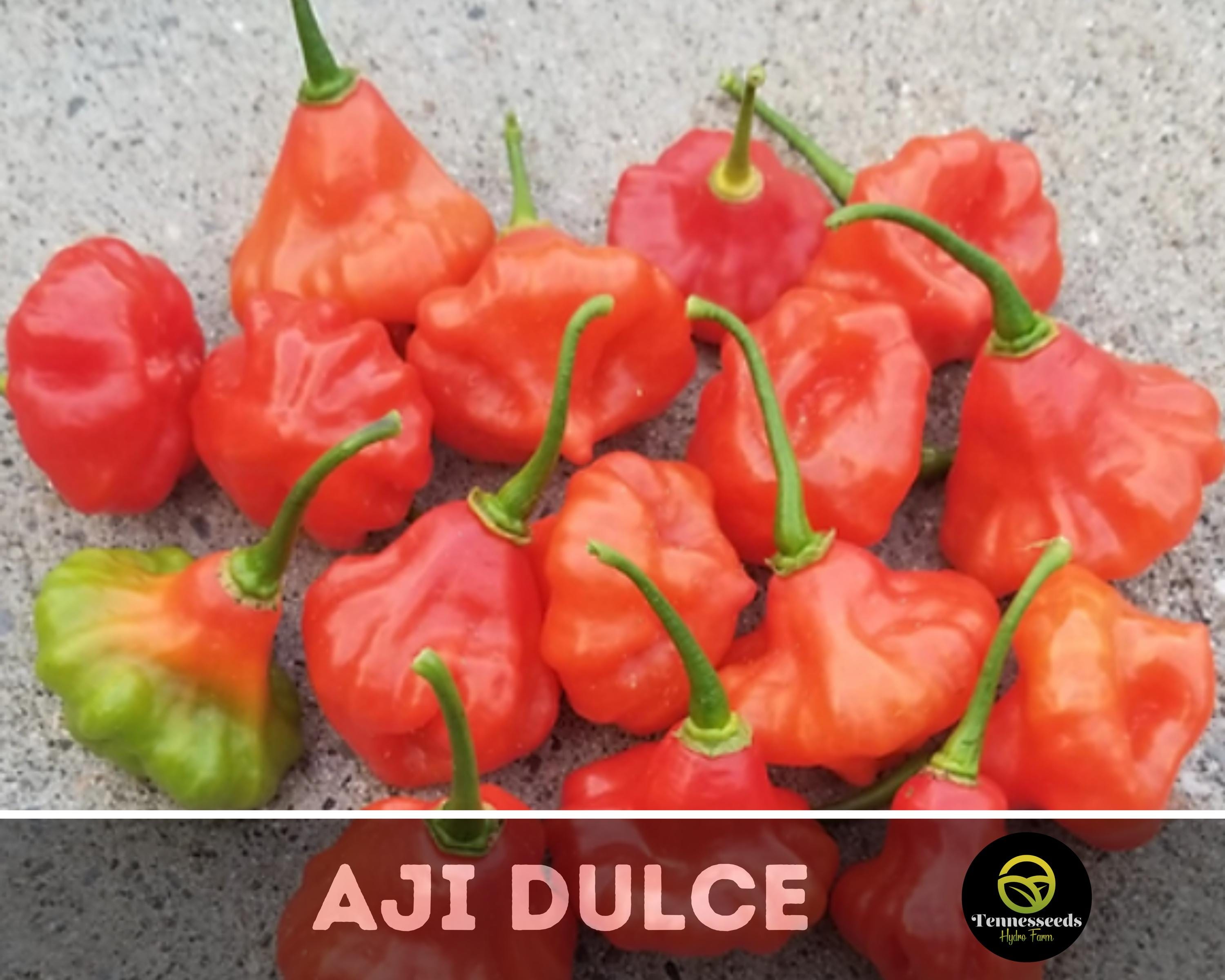 Aji Dulce 1 Pepper Seeds Ajicito Aji Gustoso Ají Cachucha