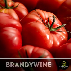 Brandywine Tomato Seeds