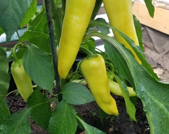 10 SEMI peperoncino carnoso sapore delicato Ungheria HUNGARIAN YELLOW WAX HOT 10 SEMI peperoncino carnoso sapore delicato Ungheria HUNGARIAN YELLOW WAX HOT