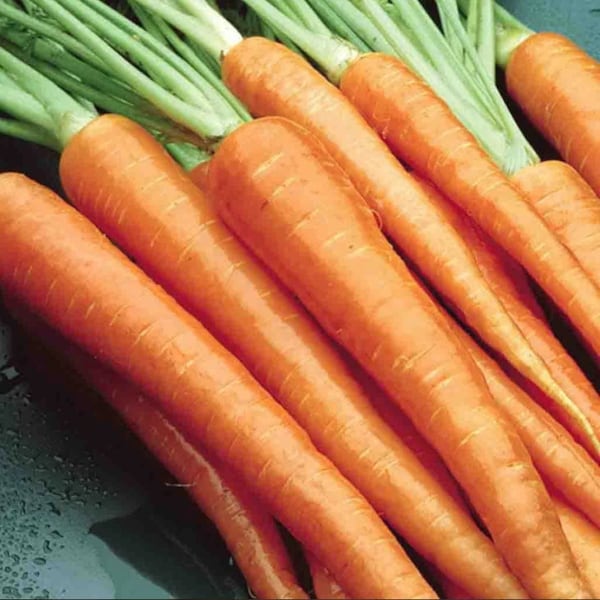 Danvers 126 Half Long Carrot