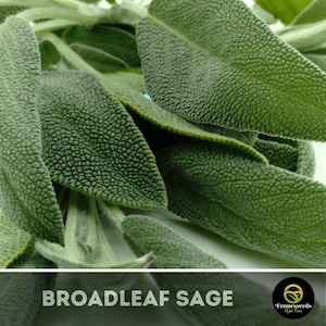 Sage Seeds - Broad Leaf