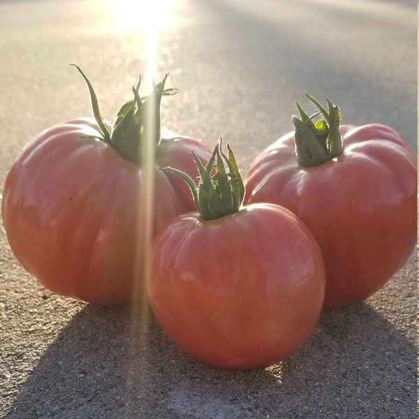 Cour di Bue Tomato Seeds