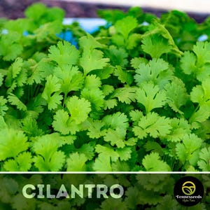 Cilantro Seeds