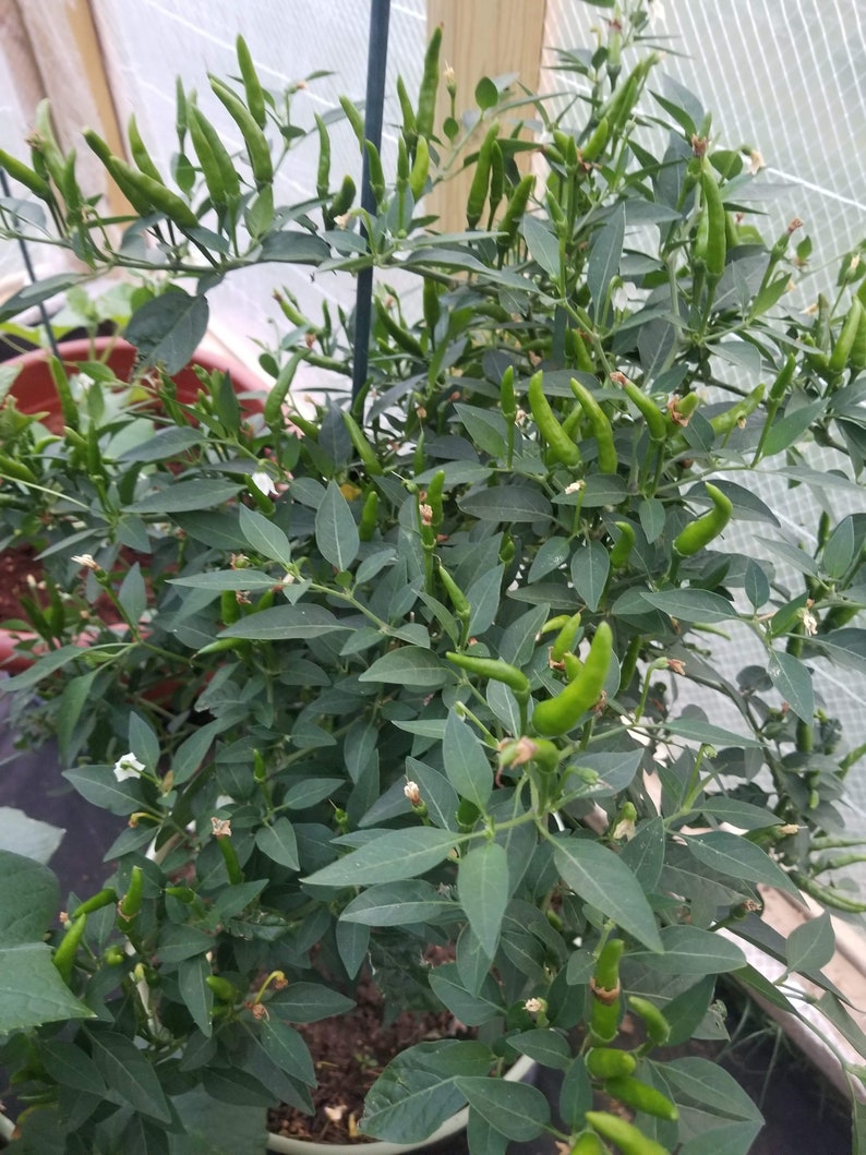 Thai Chili Pepper Seeds 98 Germination FREE SHIPPING Etsy