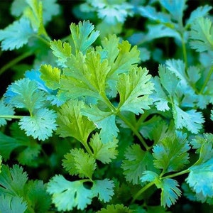 Cilantro Seeds - Slow Bolt