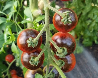 Indigo Cherry Drops Tomato Seeds