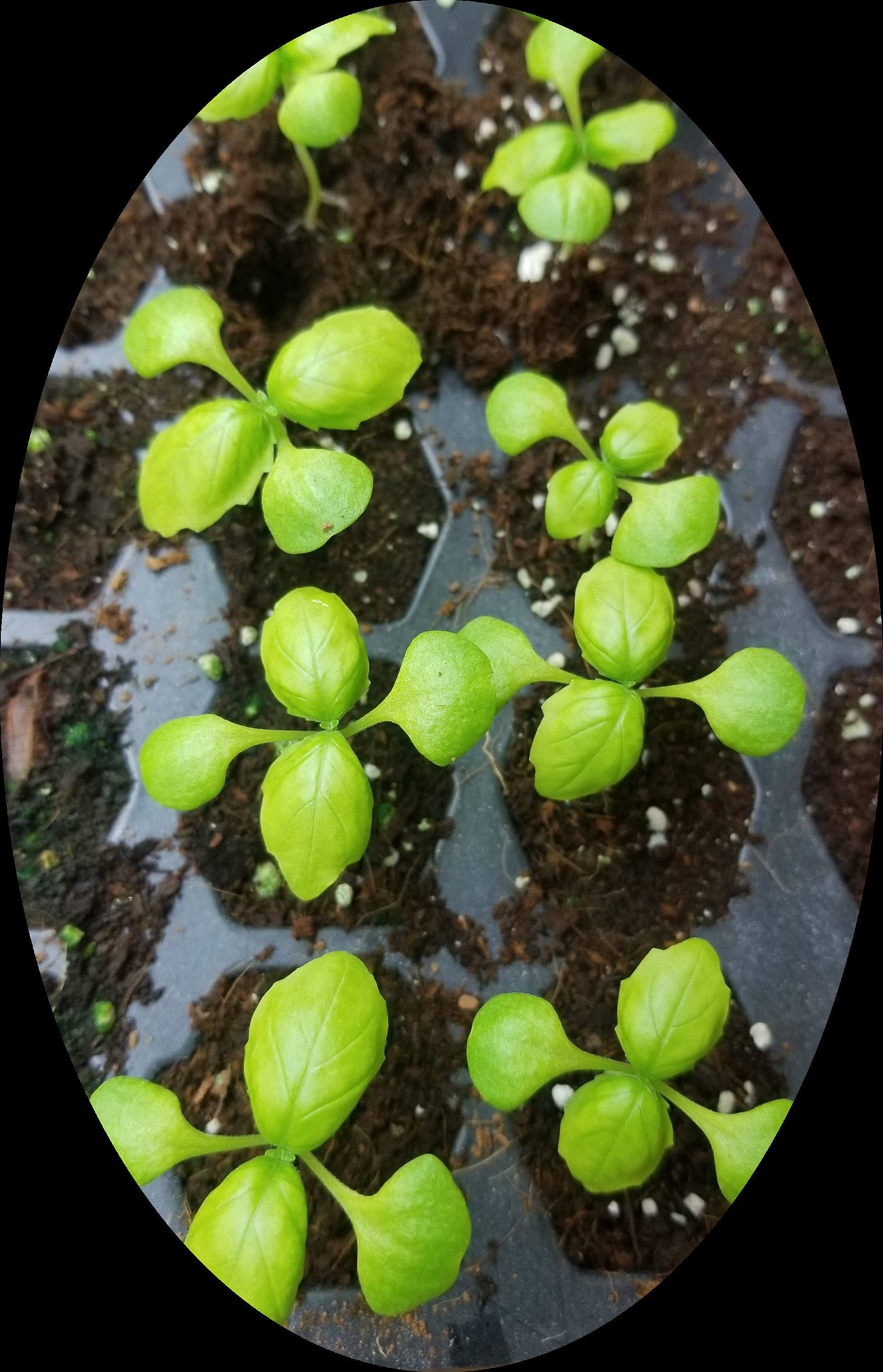 Lettuce Leaf Basil Seeds FREE SHIPPING Etsy