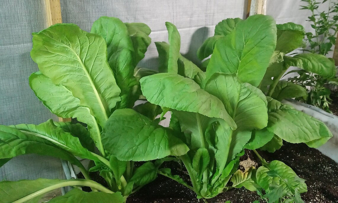 Komatsuna Greens Spinach Mustard Japanese Mustard 225 Seeds Etsy