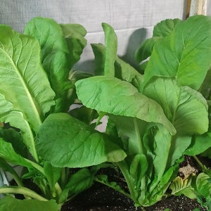 Komatsuna Greens - Spinach Mustard Japanese Mustard ~225 Seeds
