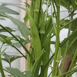 Cow Horn Okra Seeds