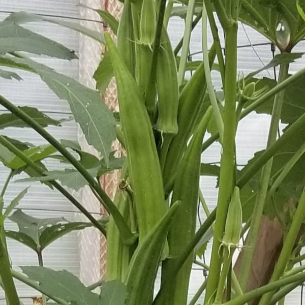 Cow Horn Okra Seeds