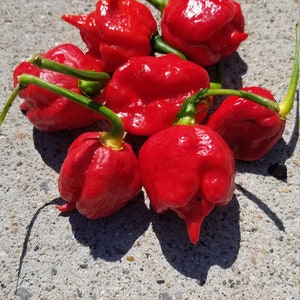 Trinidad Scorpion Pepper Seeds