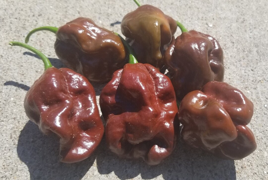Chocolate Habanero Pepper Seeds Etsy