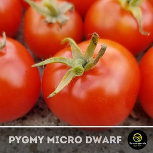 Pygmy (Pigmy) Micro Dwarf Tomato Seeds