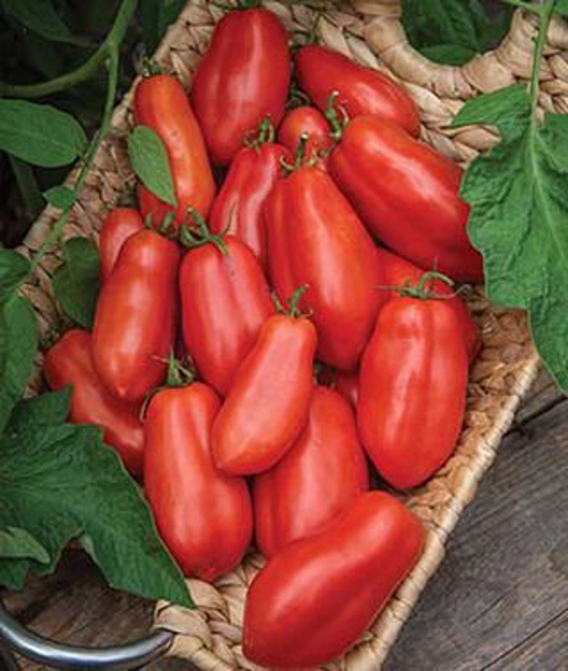 DETERMINATE San Marzano Tomato Seeds Etsy DETERMINATE San Marzano Tomato Seeds Etsy