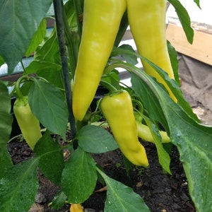 Hungarian Yellow Wax Pepper Seeds