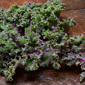 Red Russian Kale Seeds