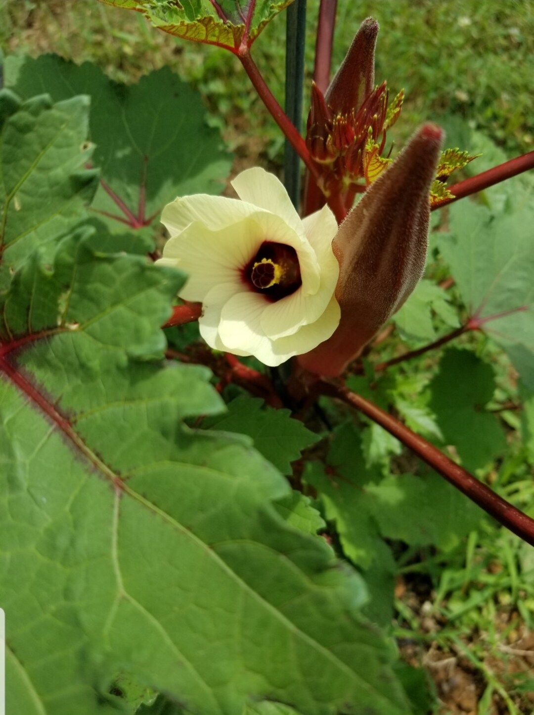 Jing Orange Okra Seeds Etsy