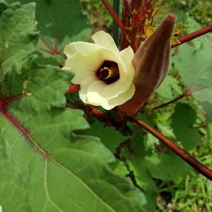 Jing Orange Okra Seeds