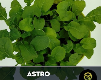 Astro Arugula Seeds