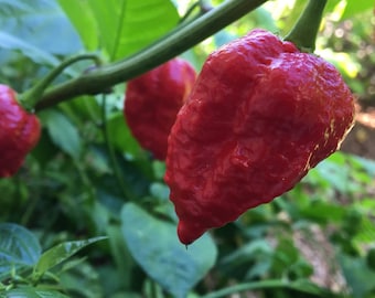 Dragon Breath Pepper Seeds Etsy Dragon Breath Pepper Seeds Etsy