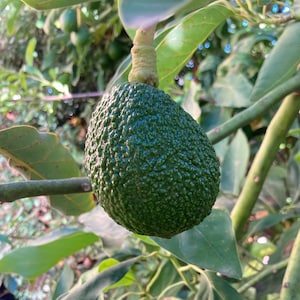 3 Hass Avocado seeds | Non GMO, naturally grown in USA