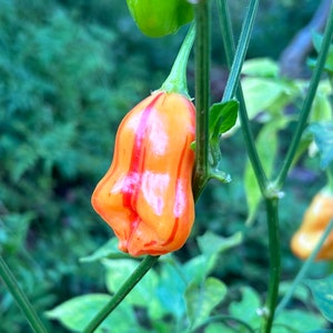 10+ Zebrange pepper seeds | Naturally Grown, Non GMO