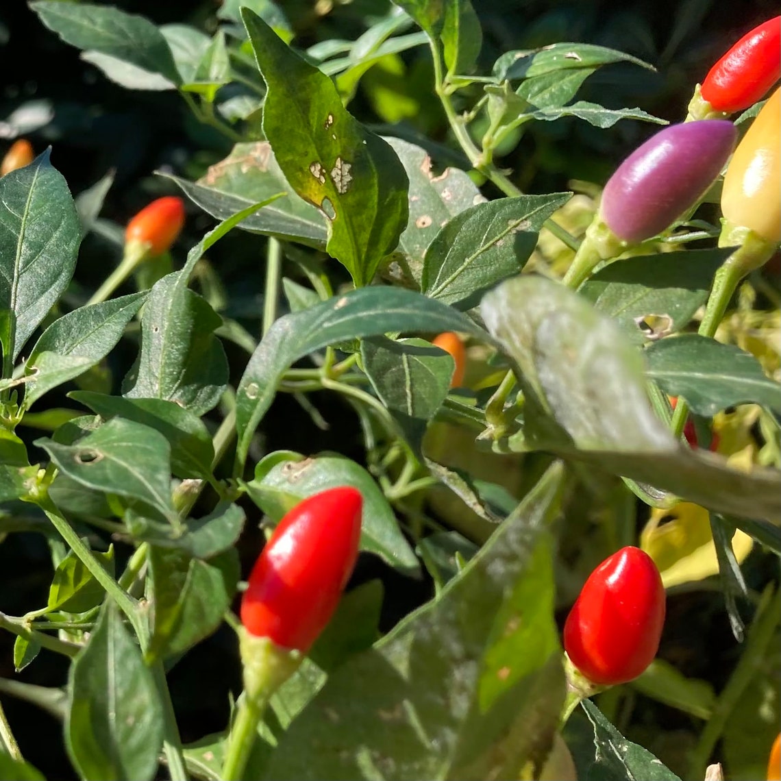 Bolivian Rainbow Pepper Live Plant / Chile exótico planta de Etsy