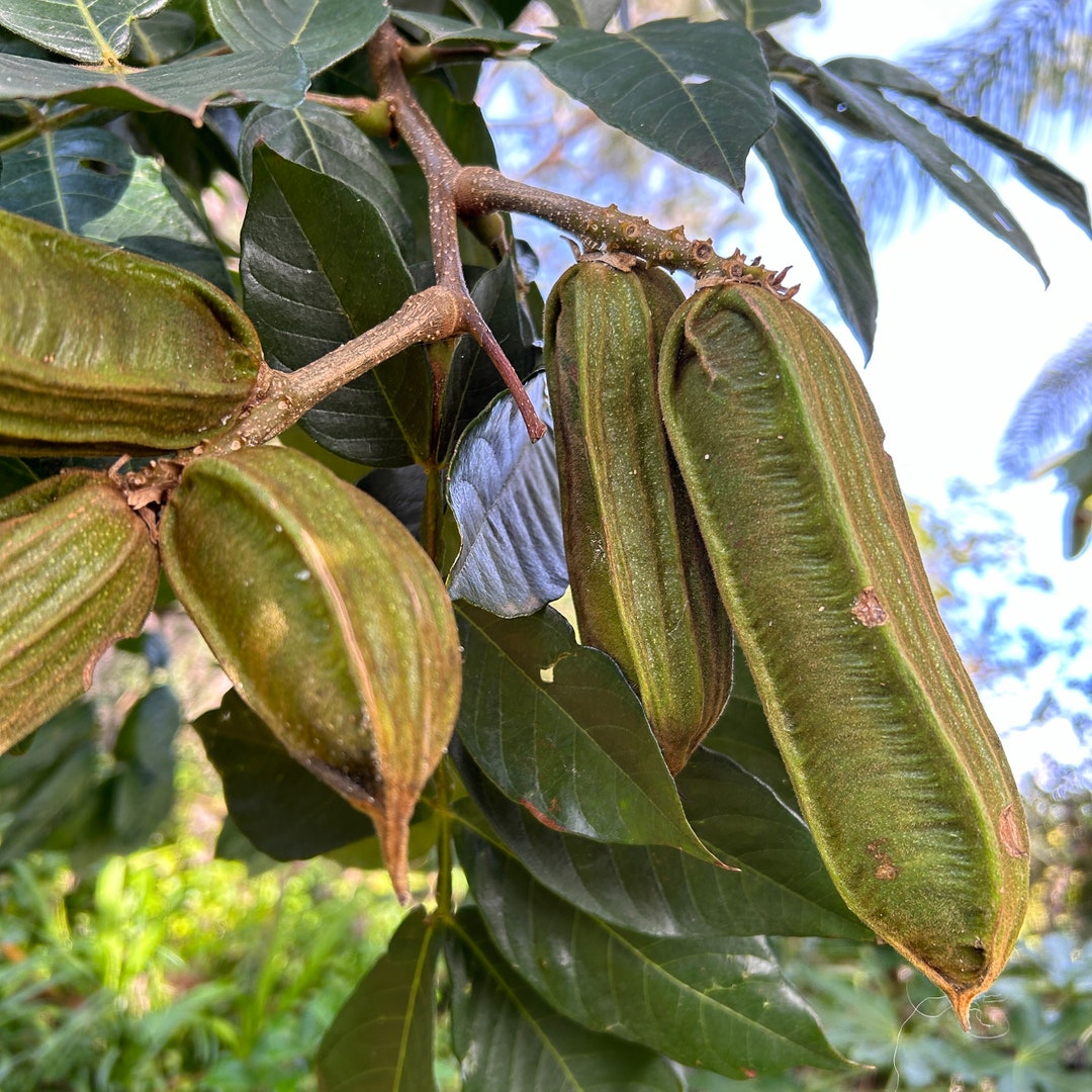 Ice Cream Bean Tree inga Edulis Non GMO Naturally Grown Seedling Etsy