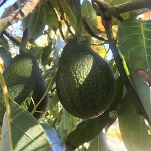 3 Fuerte Avocado Seeds | Non GMO, naturally grown seeds