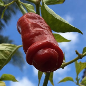 10+ Peter pepper seeds | Naturally Grown, Non GMO