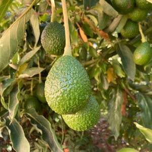 12 Lamb Hass Avocado seeds | Non GMO, naturally grown in USA