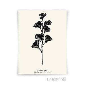 May include: Black and white line art illustration of a sweet pea flower, with the text "sweet pea lathyrus odoratus" below the image. The image is on a cream background.