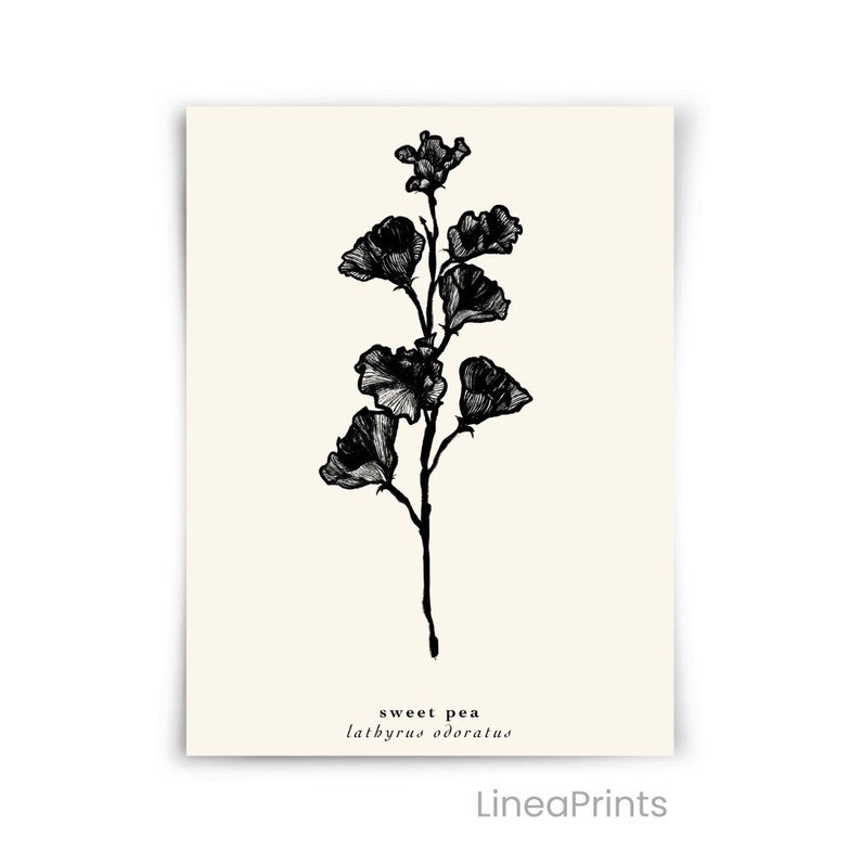 May include: Black and white line art illustration of a sweet pea flower, with the text "sweet pea lathyrus odoratus" below the image. The image is on a cream background.