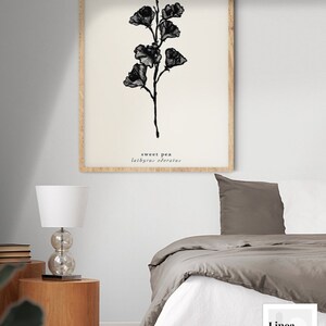 May include: A black and white botanical illustration of a sweet pea flower with the text "sweet pea Lathyrus odoratus" printed below the image.