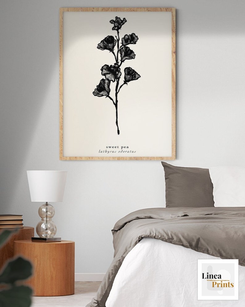 May include: A black and white botanical illustration of a sweet pea flower with the text "sweet pea Lathyrus odoratus" printed below the image.