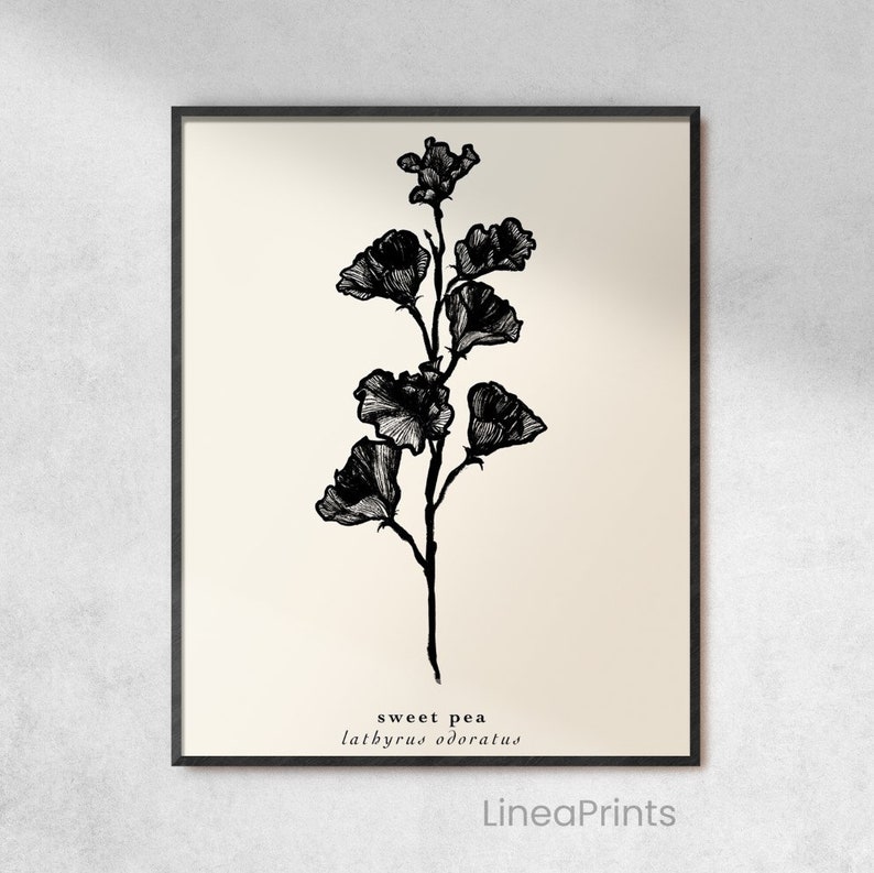 May include: Black and white line art illustration of a sweet pea flower with the text "sweet pea lathyrus odoratus" and the name "LineaPrints" at the bottom of the image.