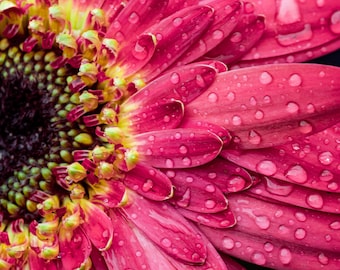 Pink Flower Close Up With Water Droplets High Resolution Digital Download