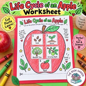 May include: A Life Cycle of an Apple educational worksheet featuring a large red apple illustration containing five numbered boxes showing a seed, sprout, blossom tree, growing apple, and a final apple. The page includes text instructions and graphics.